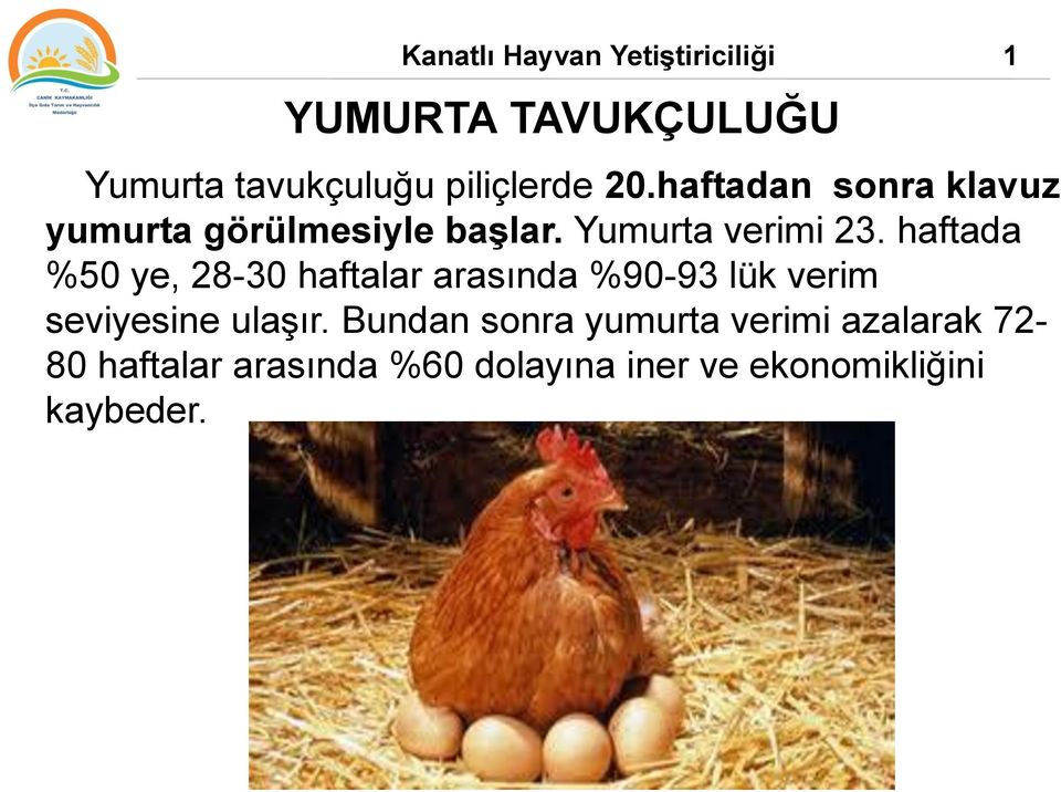 haftada %50 ye, 28-30 haftalar arasında %90-93 lük verim seviyesine ulaşır.