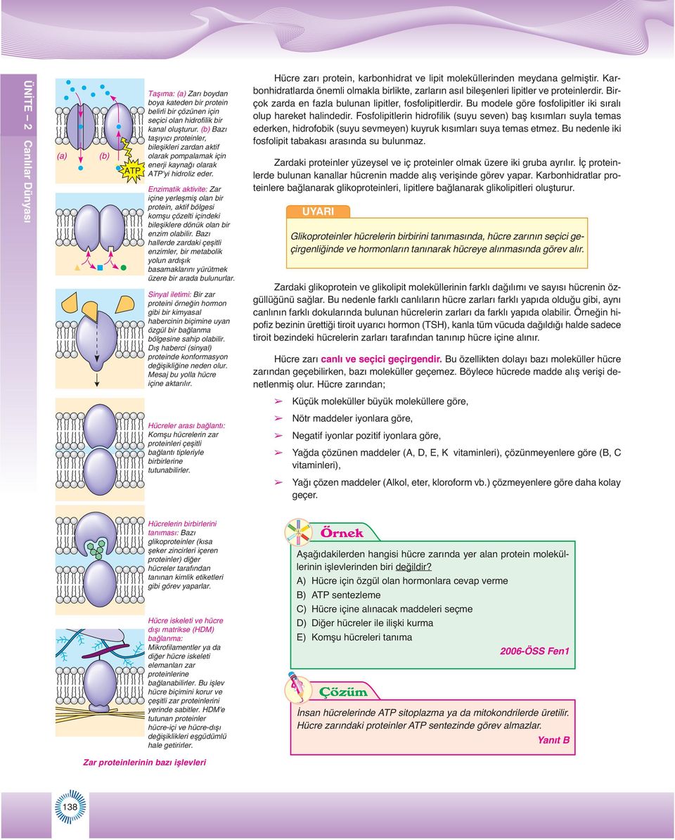 Enzimatik aktivite: Zar içine yerleflmifl olan bir protein, aktif bölgesi komflu çözelti içindeki bilefliklere dönük olan bir enzim olabilir.