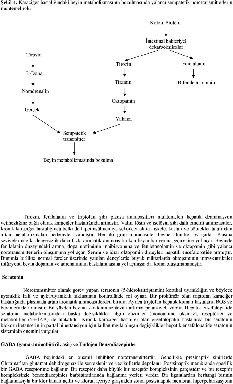 İntestinal bakteriyel dekarboksilazlar Fenilalanin Β-feniletanolamin Sempatetik transmitter Beyin metabolizmasında bozulma Tirozin, fenilalanin ve triptofan gibi plansa aminoasitleri muhtemelen