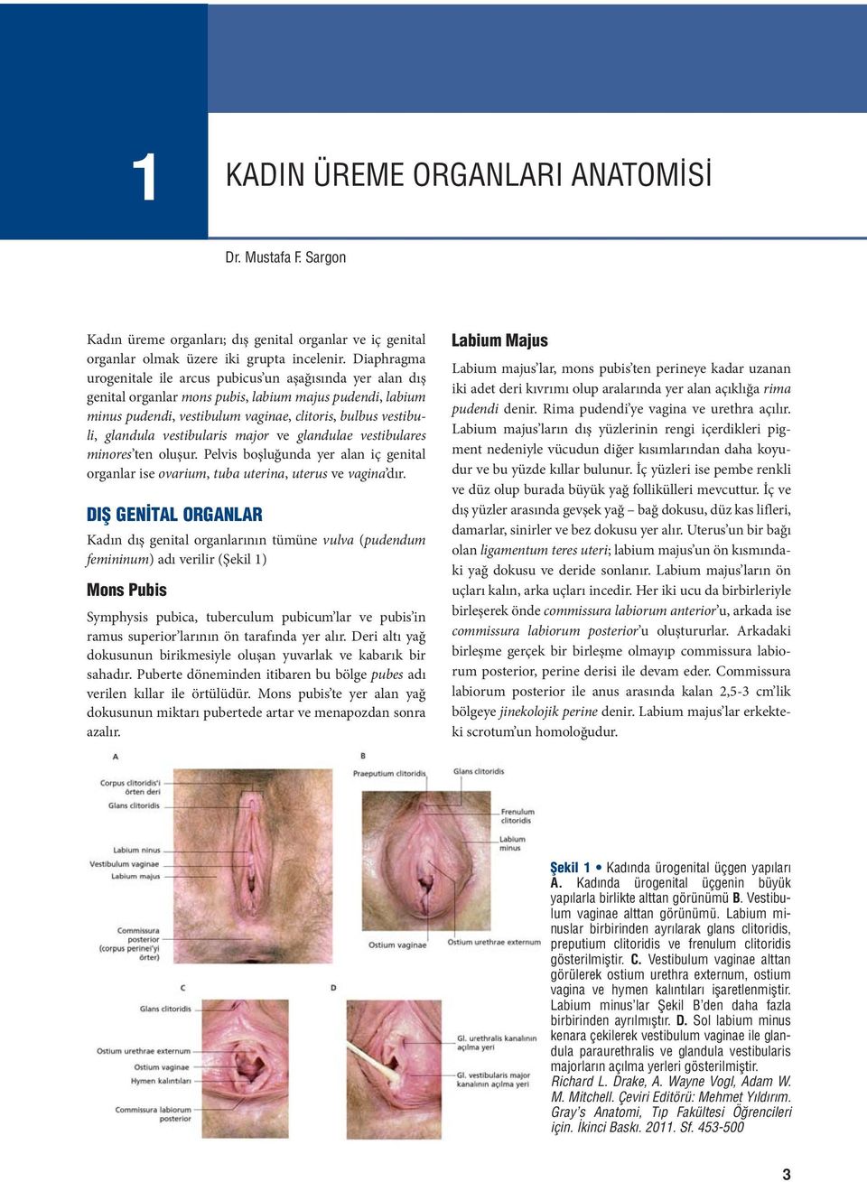 vestibularis major ve glandulae vestibulares minores ten oluşur. Pelvis boşluğunda yer alan iç genital organlar ise ovarium, tuba uterina, uterus ve vagina dır.