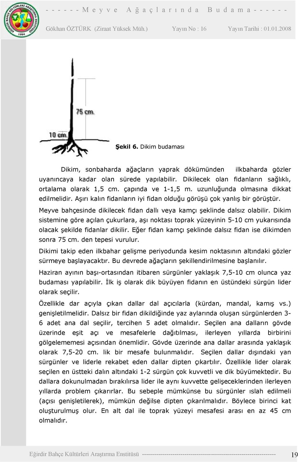 Meyve bahçesinde dikilecek fidan dallı veya kamçı şeklinde dalsız olabilir. Dikim sistemine göre açılan çukurlara, aşı noktası toprak yüzeyinin 5-10 cm yukarısında olacak şekilde fidanlar dikilir.