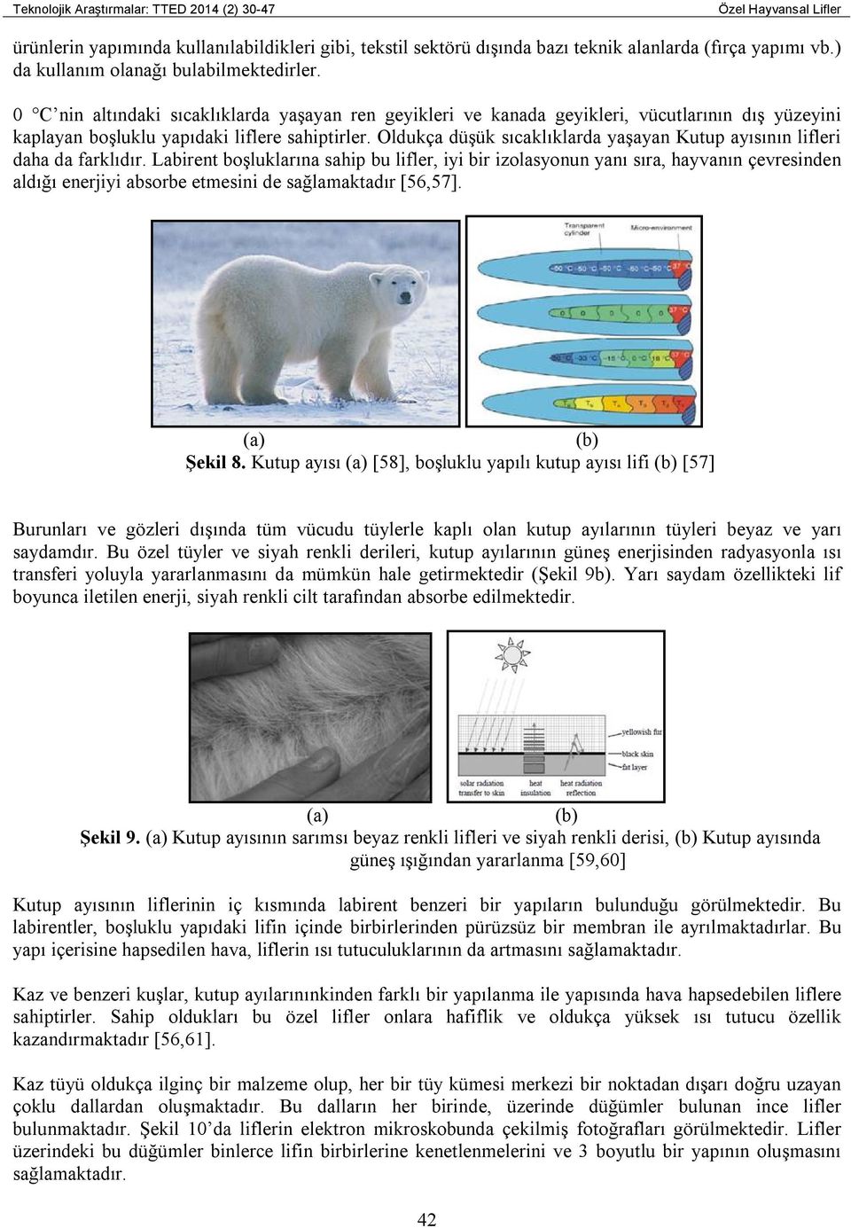 Oldukça düşük sıcaklıklarda yaşayan Kutup ayısının lifleri daha da farklıdır.