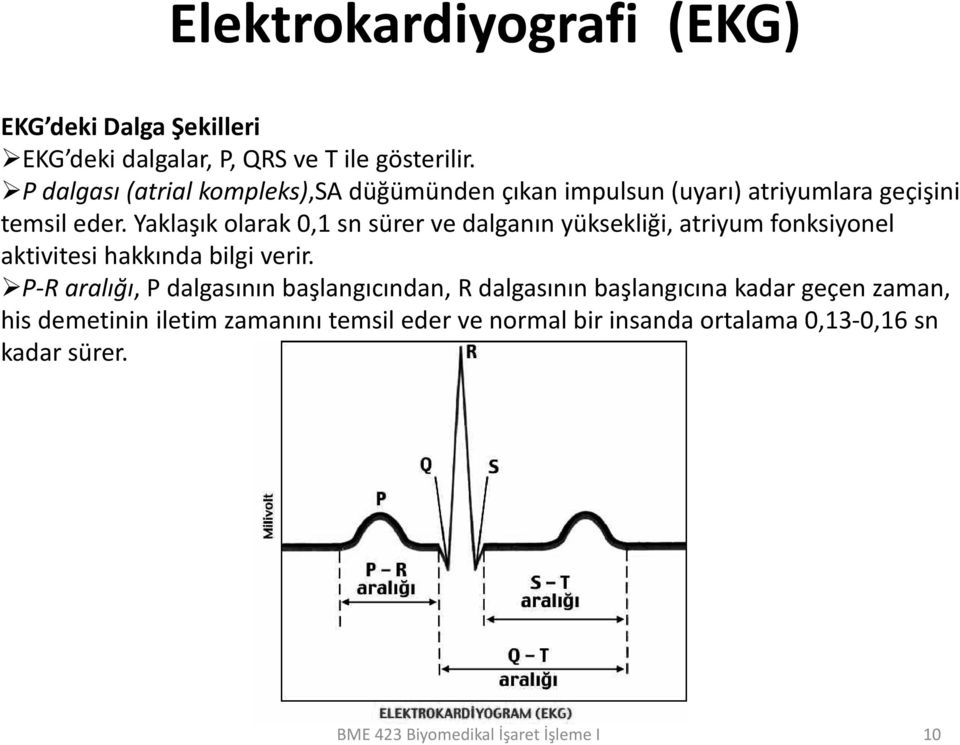 Yaklaşık olarak 0,1 sn sürer ve dalganın yüksekliği, atriyum fonksiyonel aktivitesi hakkında bilgi verir.