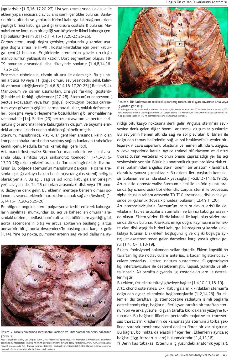 V.N.: A.v.n.(arteria, vena, nervus) intercostalis, Rcl: Ramus cutaneus lateralis pectoralis (n. intercostalis), Rca: Ramus cutaneus anterior pectoralis (n. intercostalis), MIe: M.