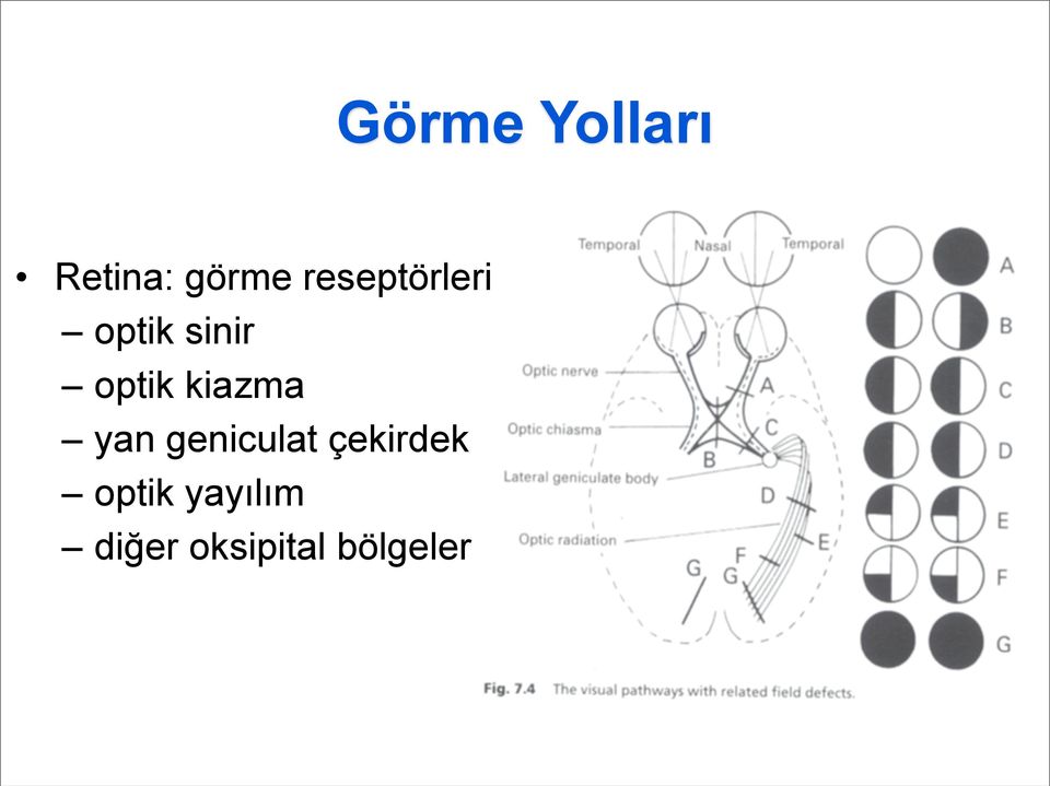 kiazma yan geniculat çekirdek