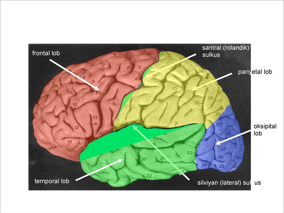 pariyetal lob oksipital