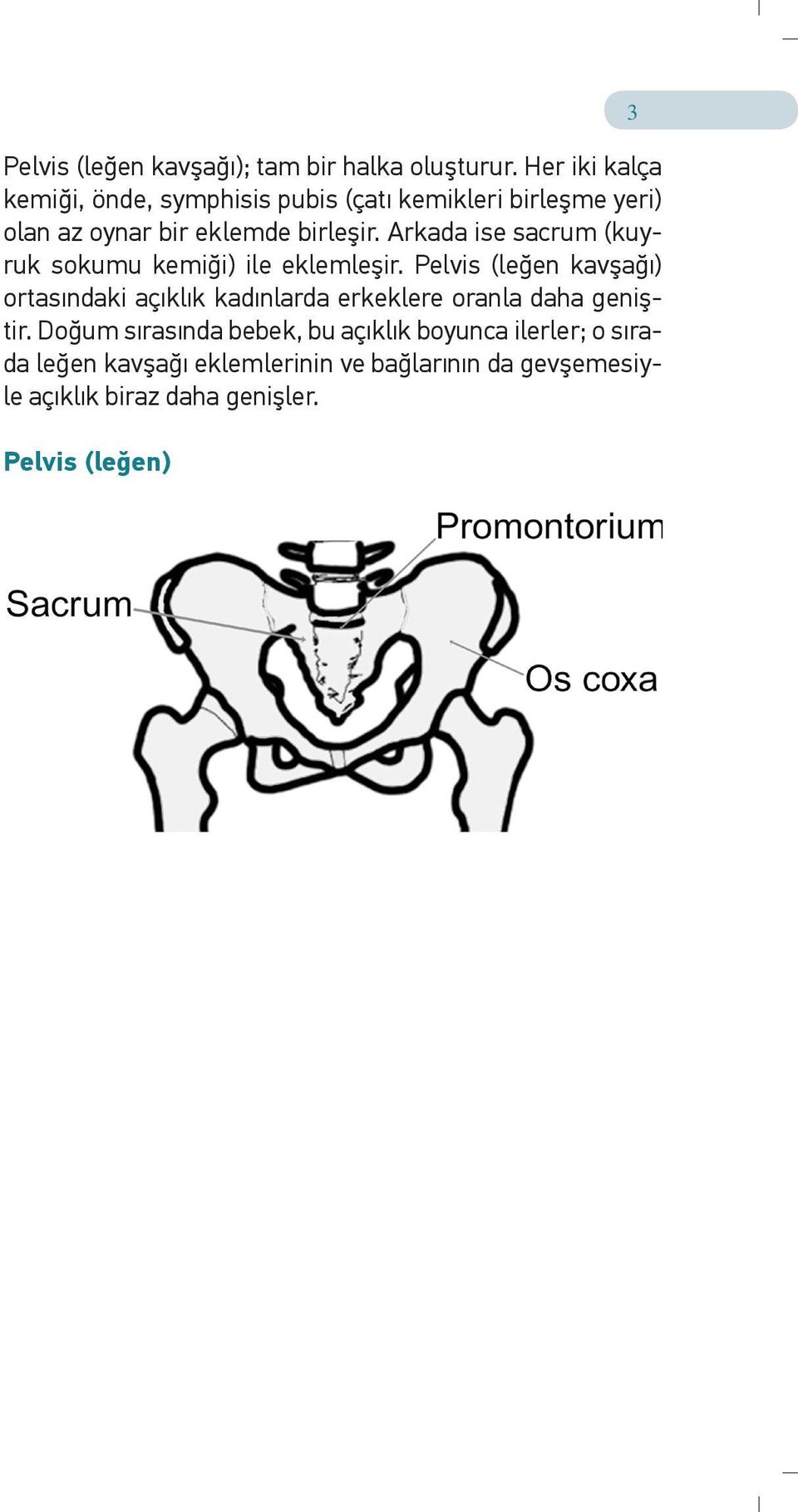 Arkada ise sacrum (kuyruk sokumu kemiği) ile eklemleşir.