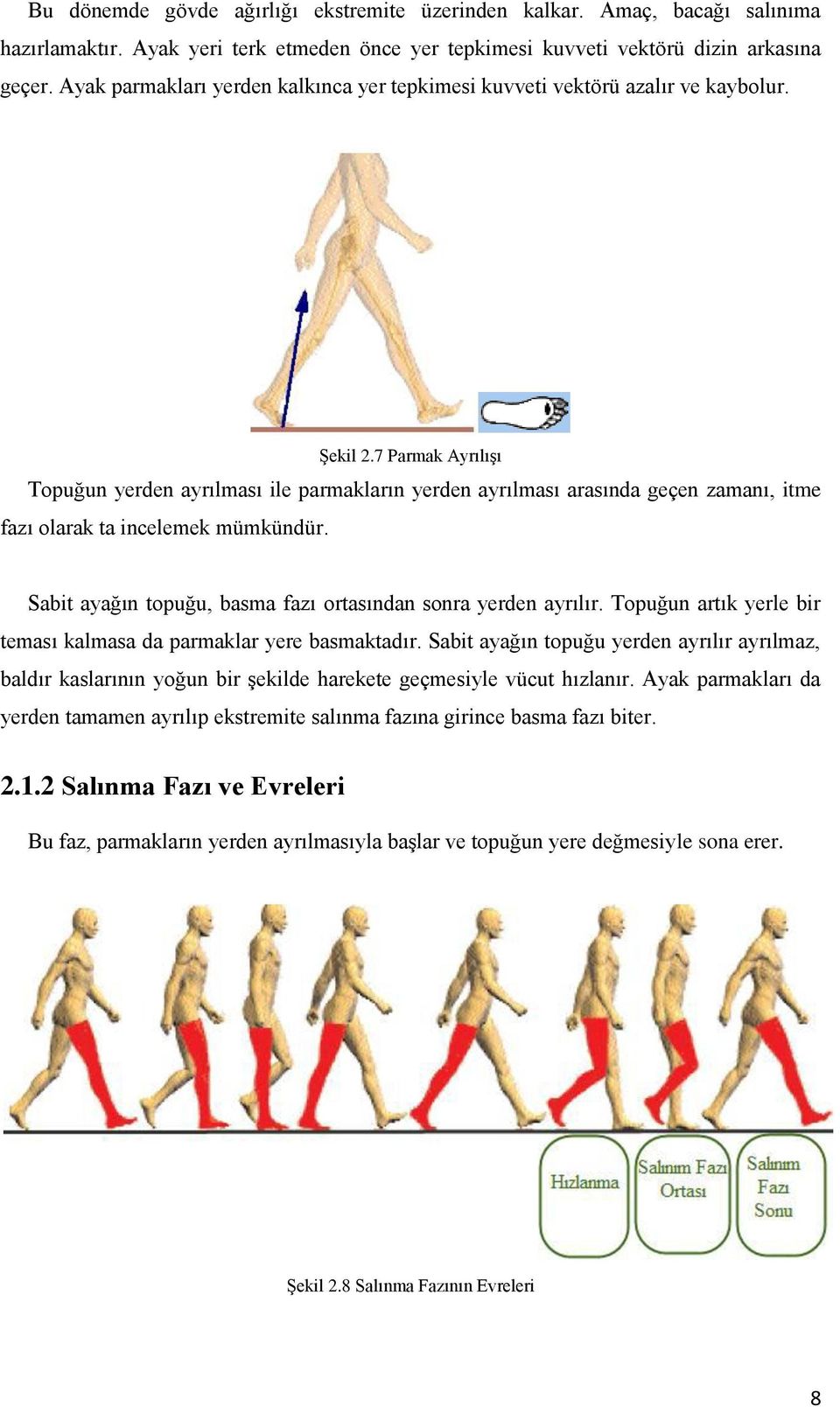 7 Parmak AyrılıĢı Topuğun yerden ayrılması ile parmakların yerden ayrılması arasında geçen zamanı, itme fazı olarak ta incelemek mümkündür.