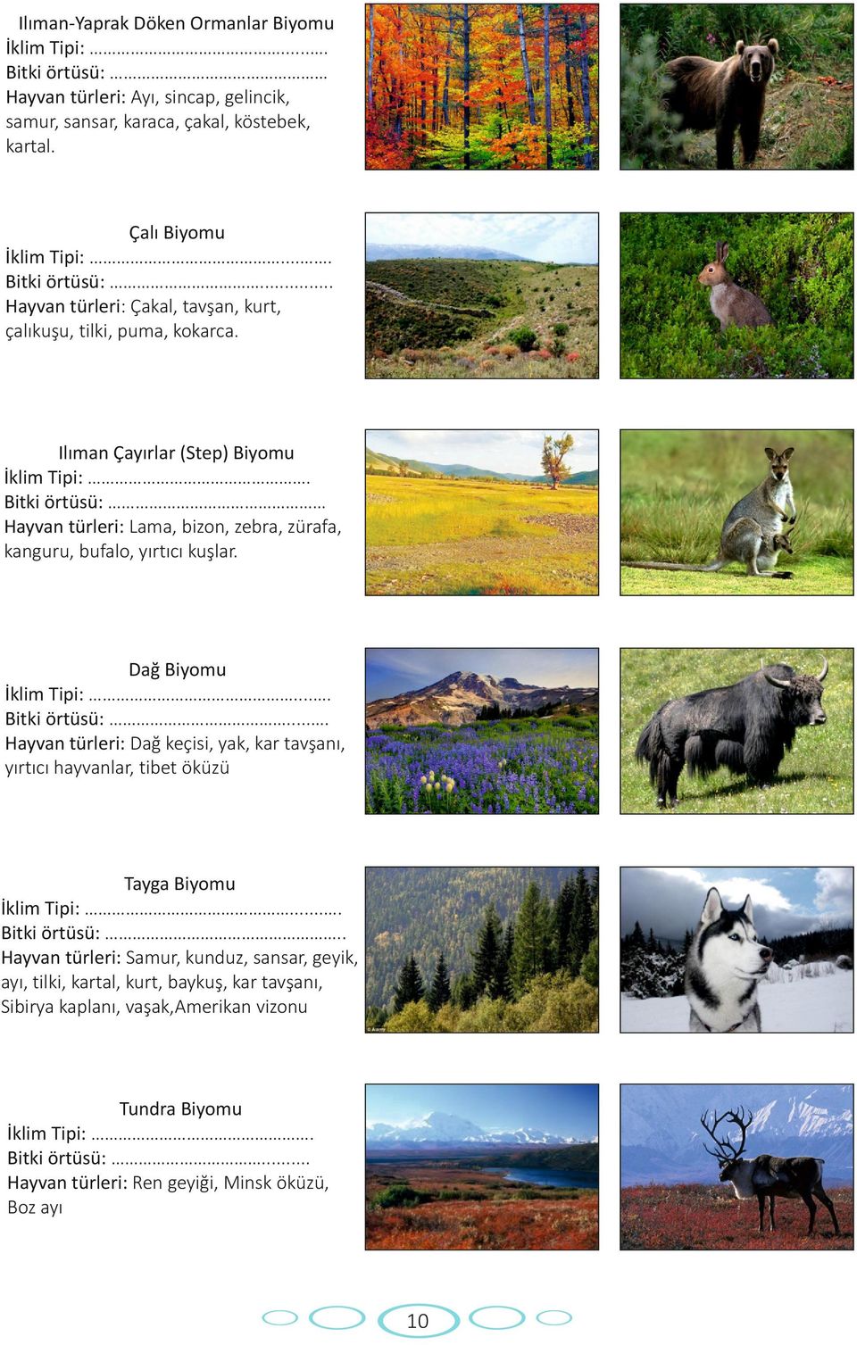 ... Bitki örtüsü:.. Hayvan türleri: Samur, kunduz, sansar, geyik, ayı, tilki, kartal, kurt, baykuş, kar tavşanı, Sibirya kaplanı, vaşak,amerikan vizonu Tundra Biyomu İklim Tipi:. Bitki örtüsü:.. Hayvan türleri: Ren geyiği, Minsk öküzü, Boz ayı 10