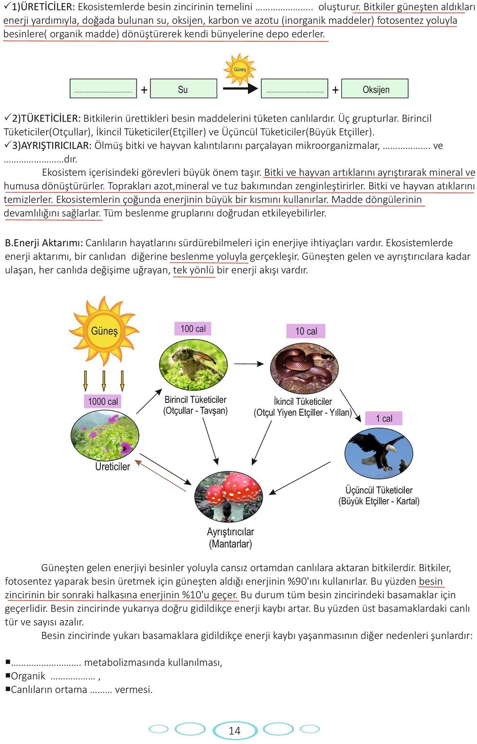 ederler. Güneş.. + Su.. + Oksijen P2)TÜKETİCİLER: Bitkilerin ürettikleri besin maddelerini tüketen canlılardır. Üç grupturlar.