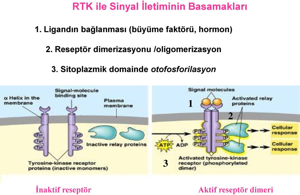 Reseptör dimerizasyonu /oligomerizasyon 3.