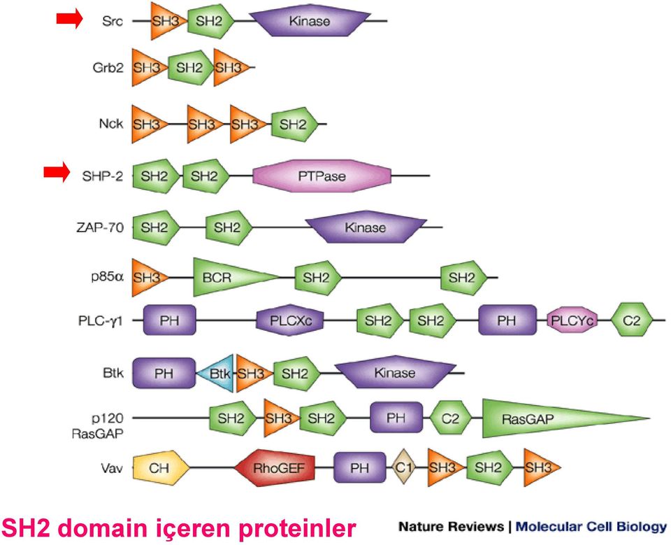 içeren