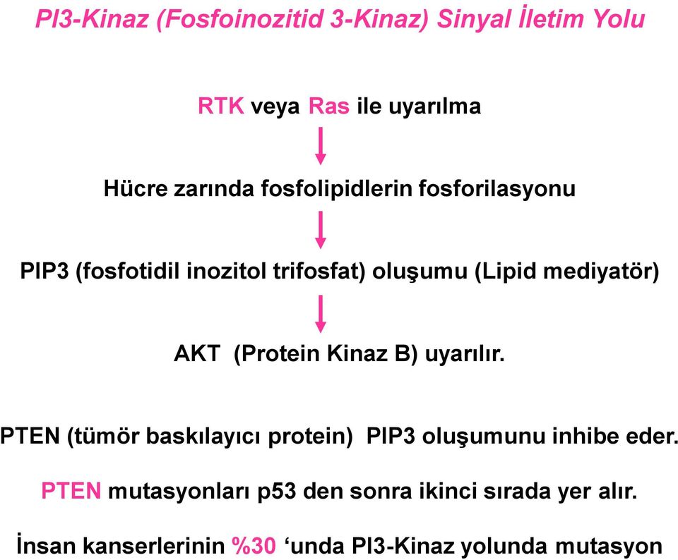 (Protein Kinaz B) uyarılır. PTEN (tümör baskılayıcı protein) PIP3 oluşumunu inhibe eder.