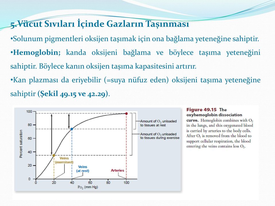 Hemoglobin; kanda oksijeni bağlama ve böylece taşıma yeteneğini sahiptir.