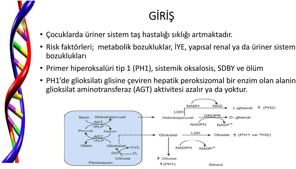 Primer hiperoksalüri tip 1 (PH1), sistemik oksalosis, SDBY ve ölüm PH1 de glioksilatı