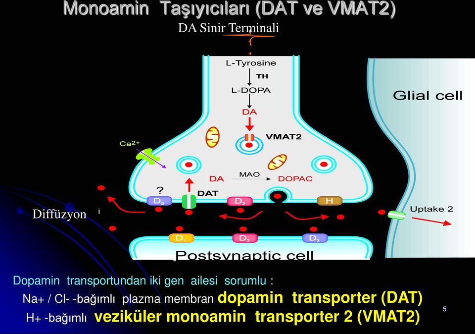 : Na+ / Cl- -bağımlı plazma membran dopamin transporter