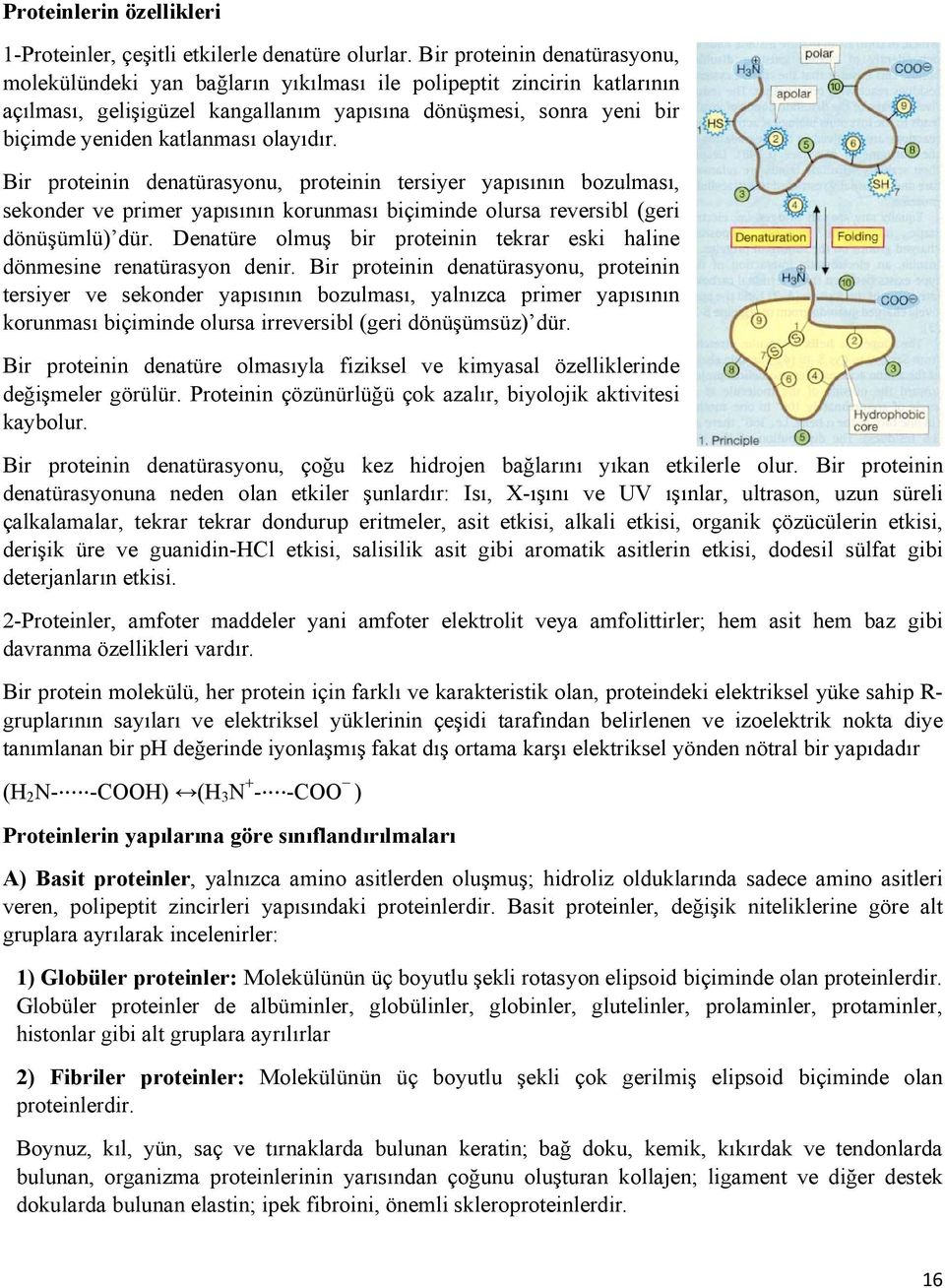 olayıdır. Bir proteinin denatürasyonu, proteinin tersiyer yapısının bozulması, sekonder ve primer yapısının korunması biçiminde olursa reversibl (geri dönüşümlü) dür.