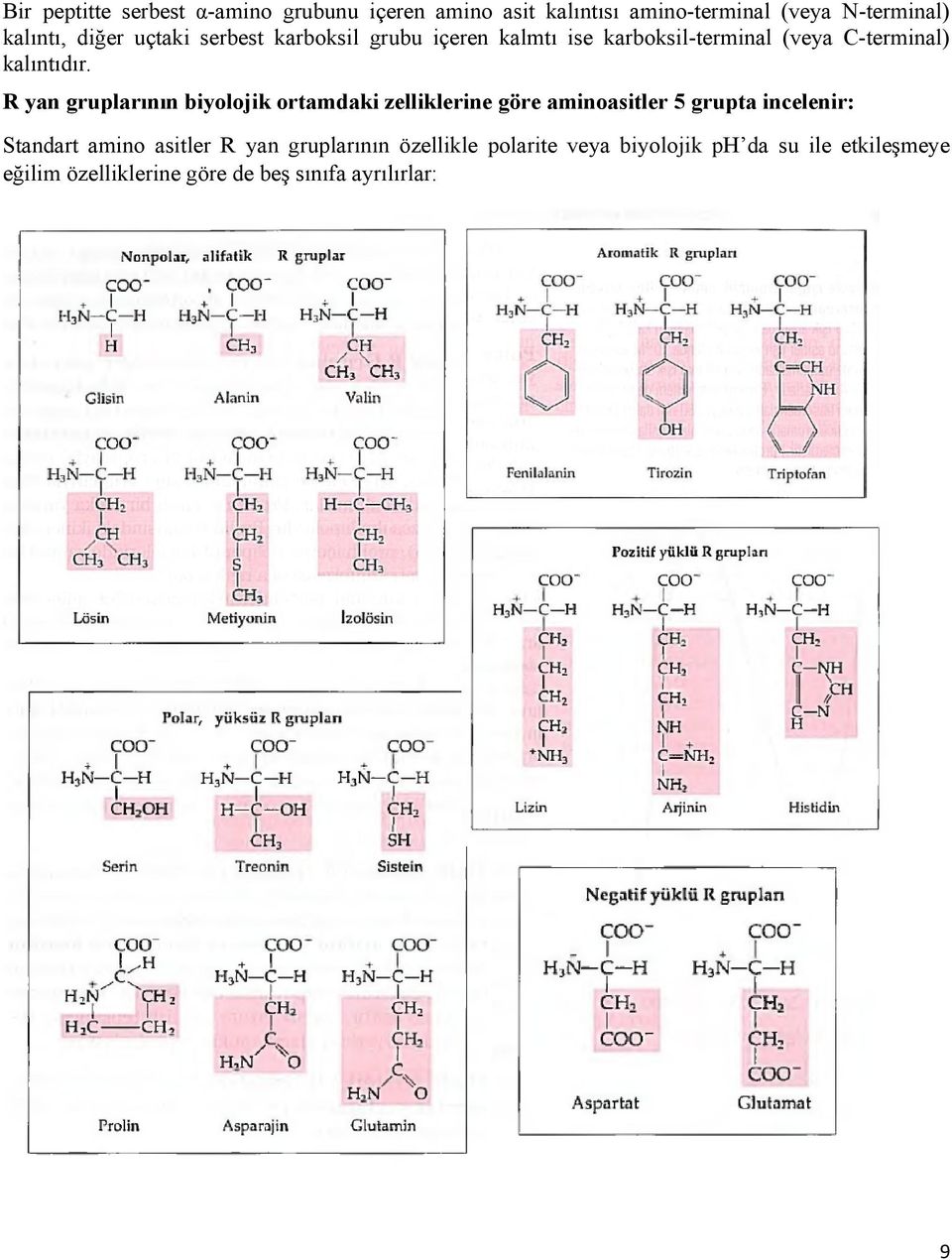 R yan gruplarının biyolojik ortamdaki zelliklerine göre aminoasitler 5 grupta incelenir: Standart amino asitler R