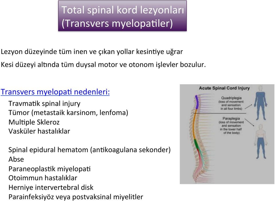 Transvers myelopad nedenleri: TravmaDk spinal injury Tümor (metastaik karsinom, lenfoma) MulDple Skleroz Vasküler