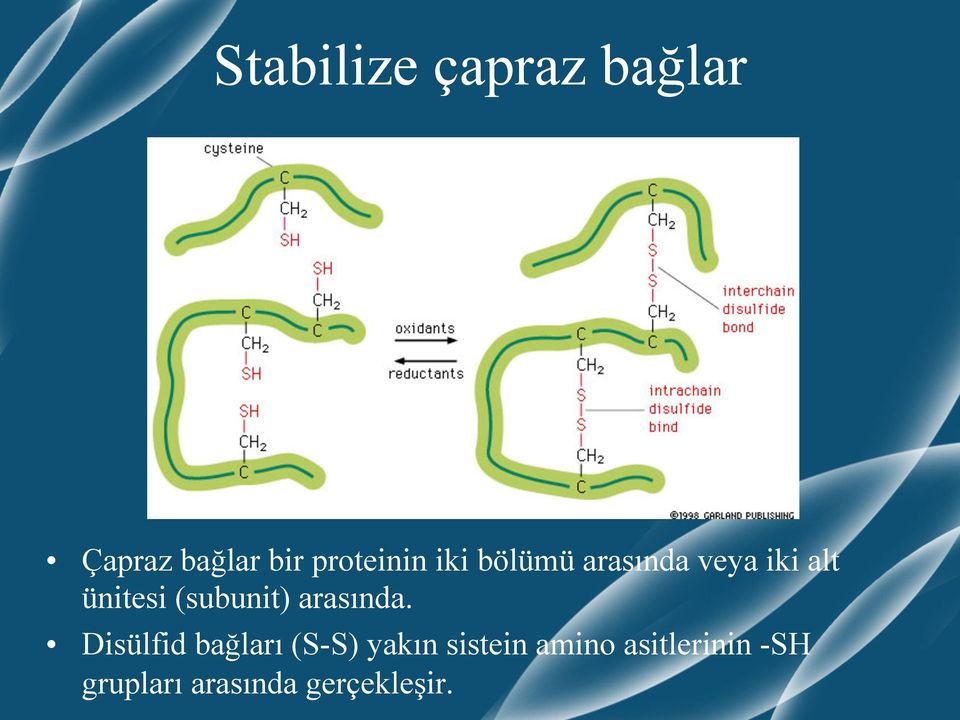 (subunit) arasında.