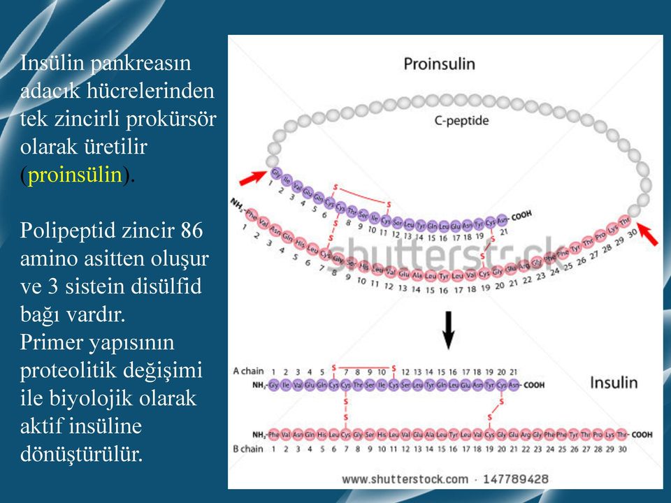 Polipeptid zincir 86 amino asitten oluşur ve 3 sistein disülfid