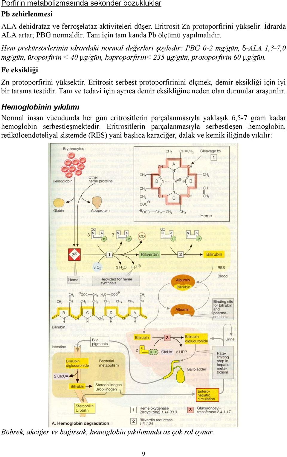 Hem prekürsörlerinin idrardaki normal değerleri şöyledir: PBG 0-2 mg/gün, δ-ala 1,3-7,0 mg/gün, üroporfirin < 40 µg/gün, koproporfirin< 235 µg/gün, protoporfirin 60 µg/gün.