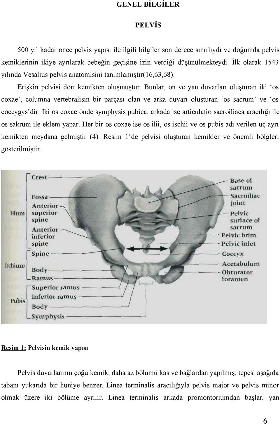 Bunlar, ön ve yan duvarları oluşturan iki os coxae, columna vertebralisin bir parçası olan ve arka duvarı oluşturan os sacrum ve os coccygys dir.