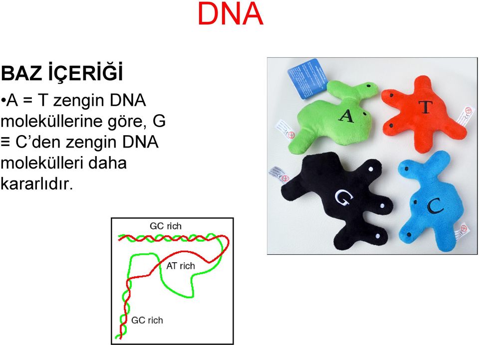 göre, G C den zengin DNA