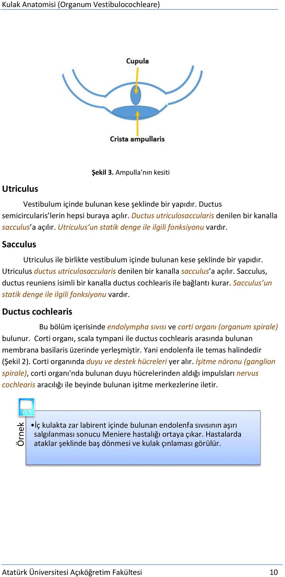 Sacculus Utriculus ile birlikte vestibulum içinde bulunan kese şeklinde bir yapıdır. Utriculus ductus utriculosaccularis denilen bir kanalla sacculus a açılır.