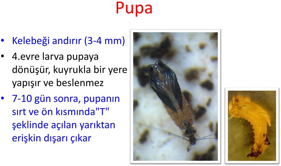 yapışır ve beslenmez 7-10 gün sonra, pupanın