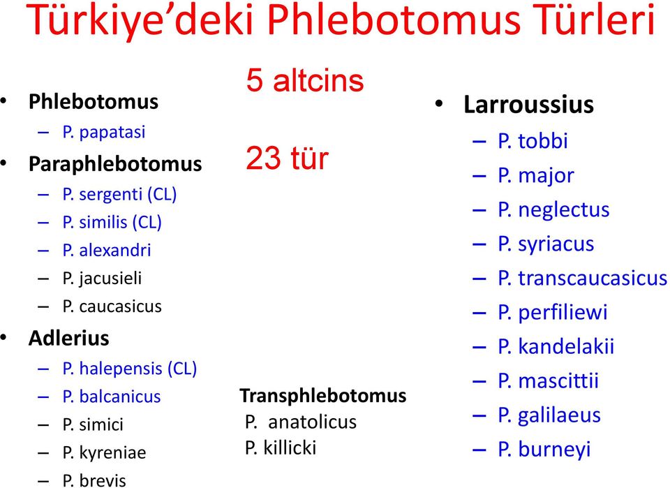 simici P. kyreniae P. brevis 45 altcins 21 23 tür Transphlebotomus P. anatolicus P.