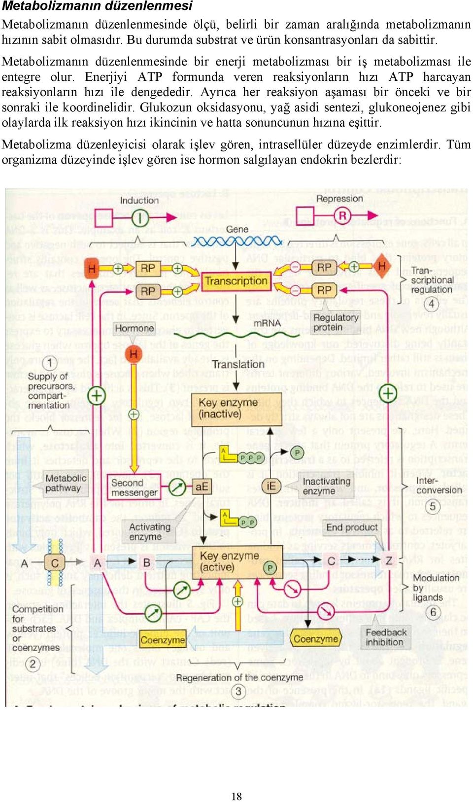 Enerjiyi ATP formunda veren reaksiyonların hızı ATP harcayan reaksiyonların hızı ile dengededir. Ayrıca her reaksiyon aşaması bir önceki ve bir sonraki ile koordinelidir.