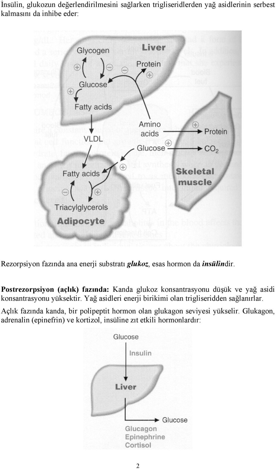 Postrezorpsiyon (açlık) fazında: Kanda glukoz konsantrasyonu düşük ve yağ asidi konsantrasyonu yüksektir.