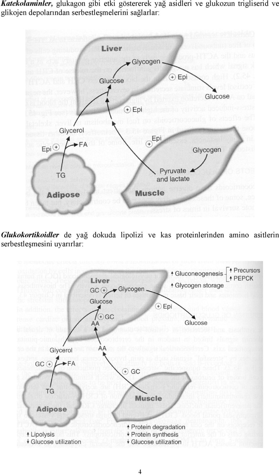 serbestleşmelerini sağlarlar: Glukokortikoidler de yağ dokuda