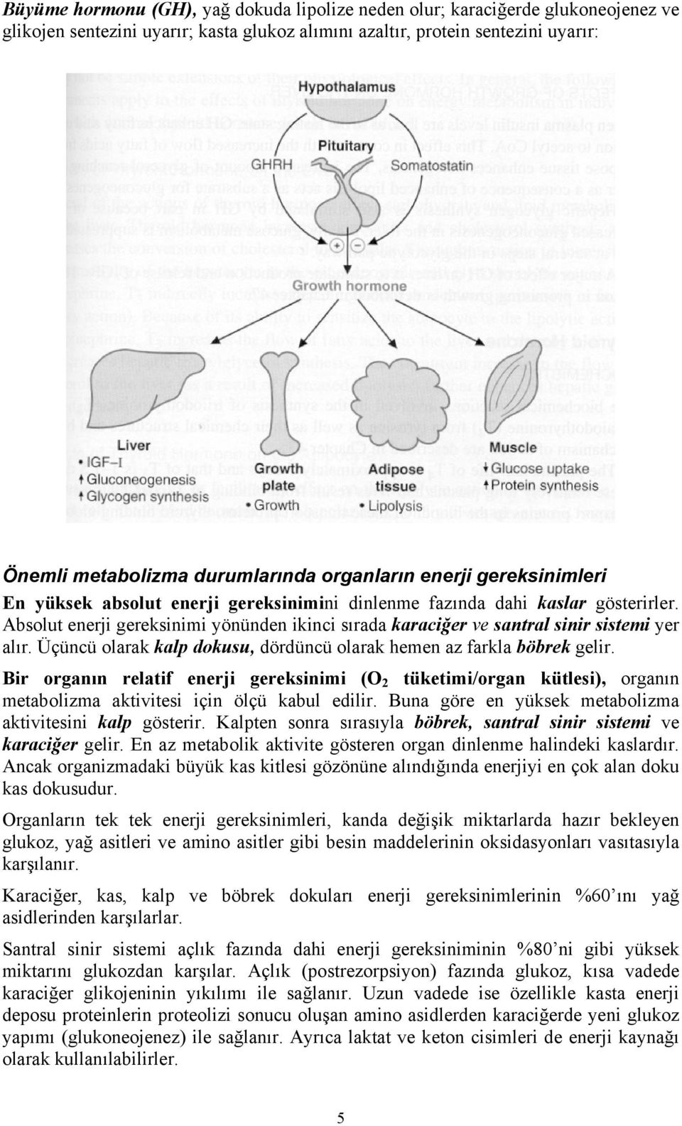 Absolut enerji gereksinimi yönünden ikinci sırada karaciğer ve santral sinir sistemi yer alır. Üçüncü olarak kalp dokusu, dördüncü olarak hemen az farkla böbrek gelir.