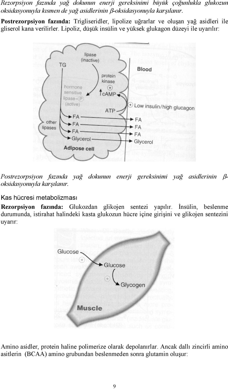 Lipoliz, düşük insülin ve yüksek glukagon düzeyi ile uyarılır: Postrezorpsiyon fazında yağ dokunun enerji gereksinimi yağ asidlerinin β- oksidasyonuyla karşılanır.