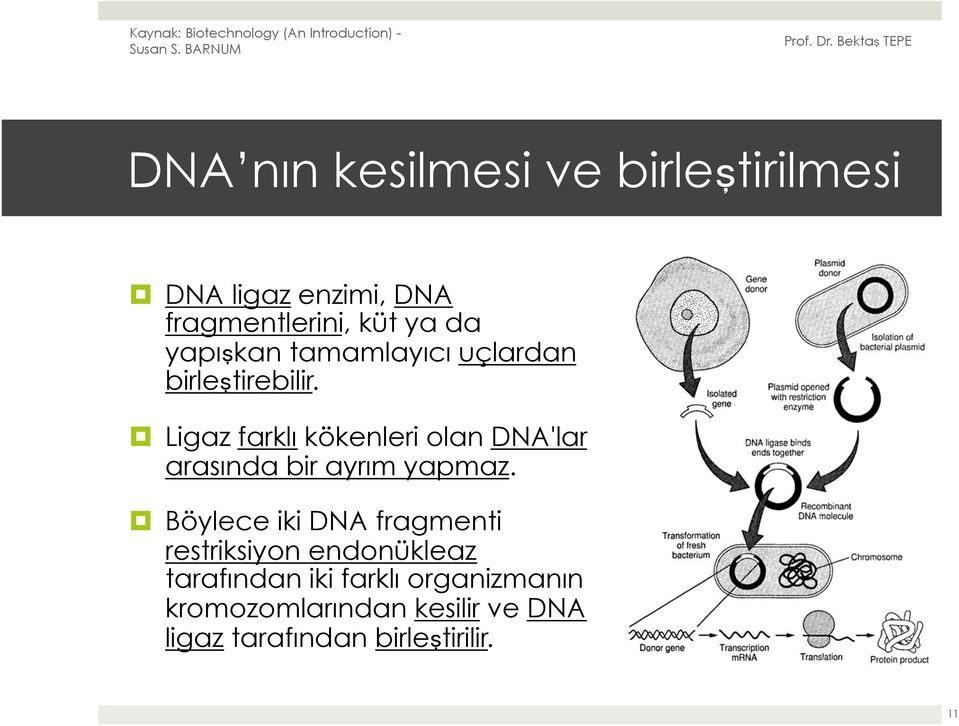 Ligaz farklı kökenleri olan DNA'lar arasında bir ayrım yapmaz.