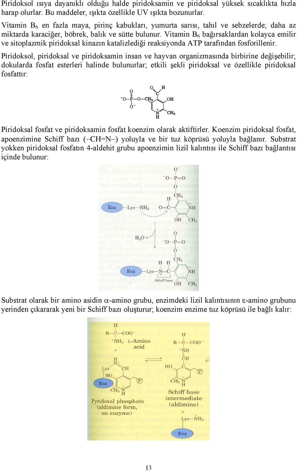 Vitamin B 6 bağırsaklardan kolayca emilir ve sitoplazmik piridoksal kinazın katalizlediği reaksiyonda ATP tarafından fosforillenir.