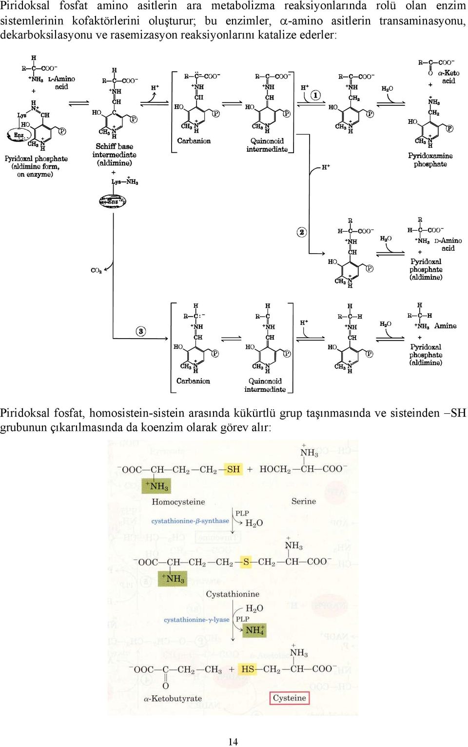 rasemizasyon reaksiyonlarını katalize ederler: Piridoksal fosfat, homosistein-sistein arasında