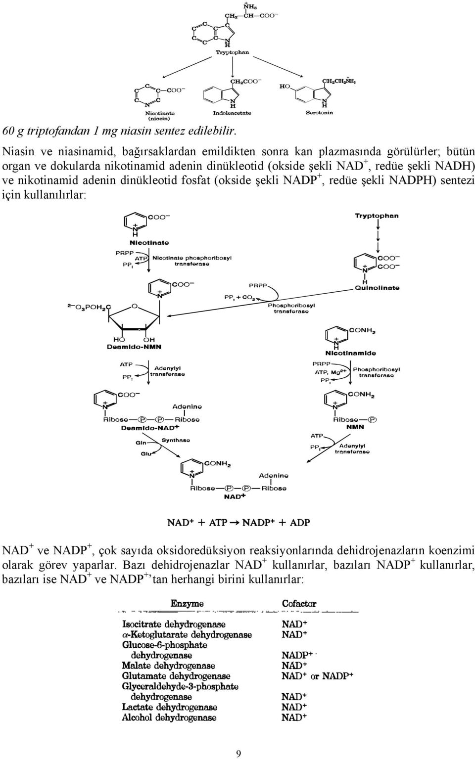 (okside şekli NAD +, redüe şekli NADH) ve nikotinamid adenin dinükleotid fosfat (okside şekli NADP +, redüe şekli NADPH) sentezi için