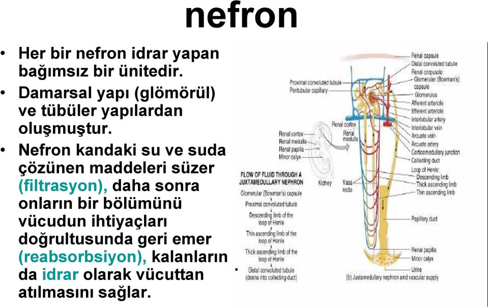 Nefron kandaki su ve suda çözünen maddeleri süzer (filtrasyon), daha sonra