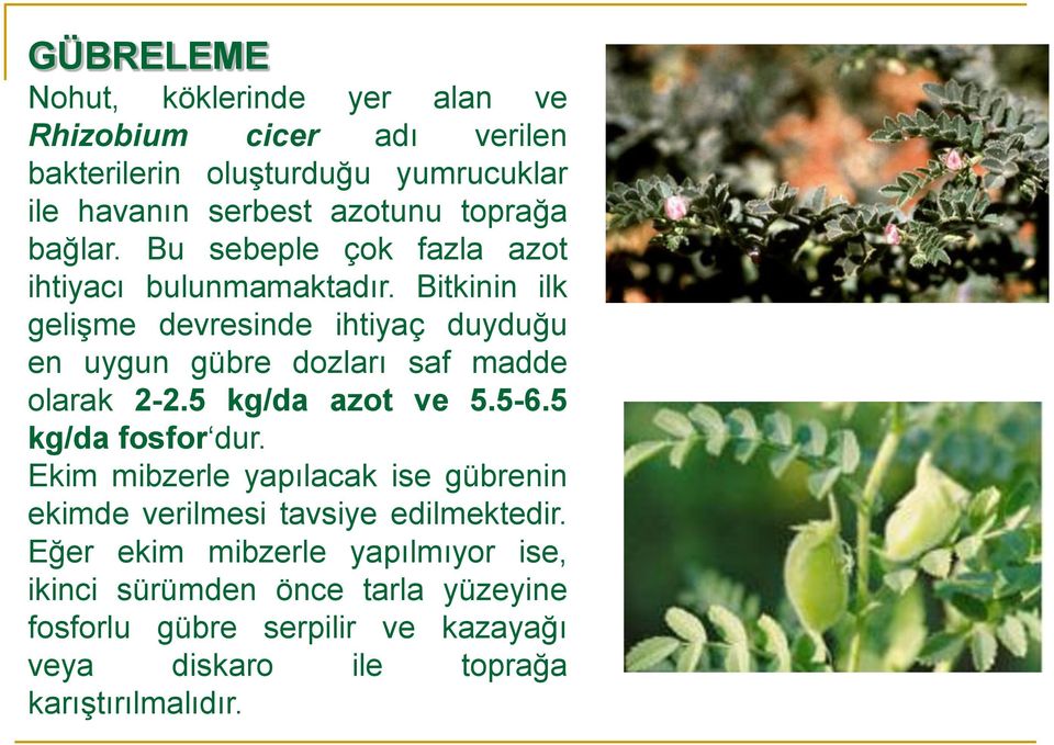 Bitkinin ilk gelişme devresinde ihtiyaç duyduğu en uygun gübre dozları saf madde olarak 2-2.5 kg/da azot ve 5.5-6.5 kg/da fosfor dur.