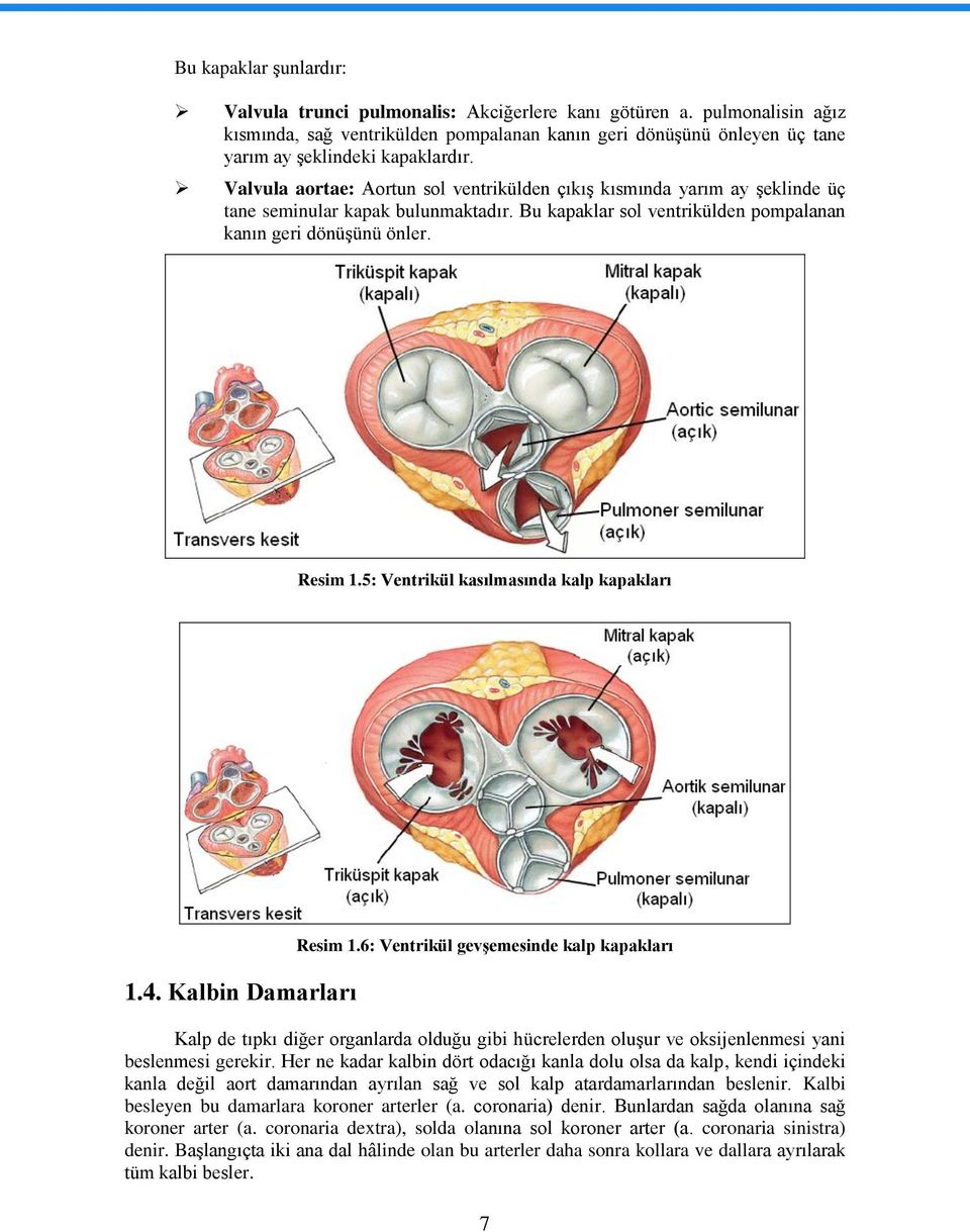 Valvula aortae: Aortun sol ventrikülden çıkış kısmında yarım ay şeklinde üç tane seminular kapak bulunmaktadır. Bu kapaklar sol ventrikülden pompalanan kanın geri dönüşünü önler. Resim 1.