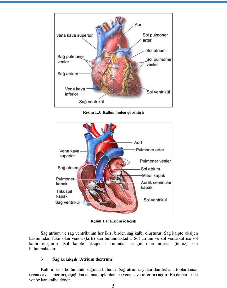 Sol kalpte oksijen bakımından zengin olan arterial (temiz) kan bulunmaktadır.