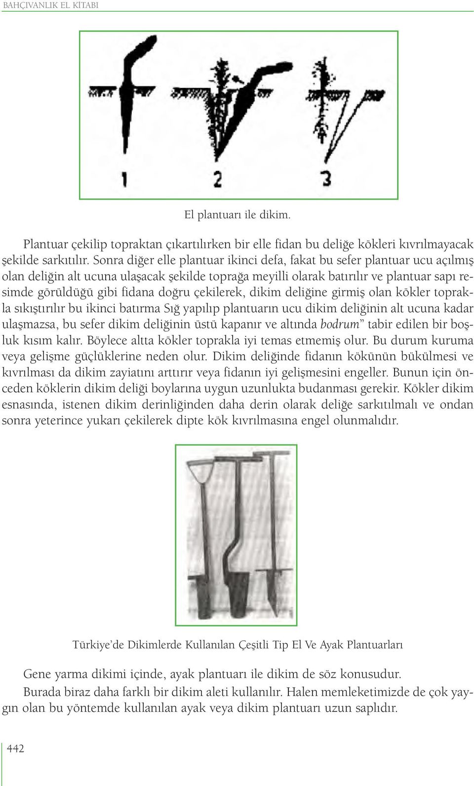 doğru çekilerek, dikim deliğine girmiş olan kökler toprakla sıkıştırılır bu ikinci batırma Sığ yapılıp plantuarın ucu dikim deliğinin alt ucuna kadar ulaşmazsa, bu sefer dikim deliğinin üstü kapanır