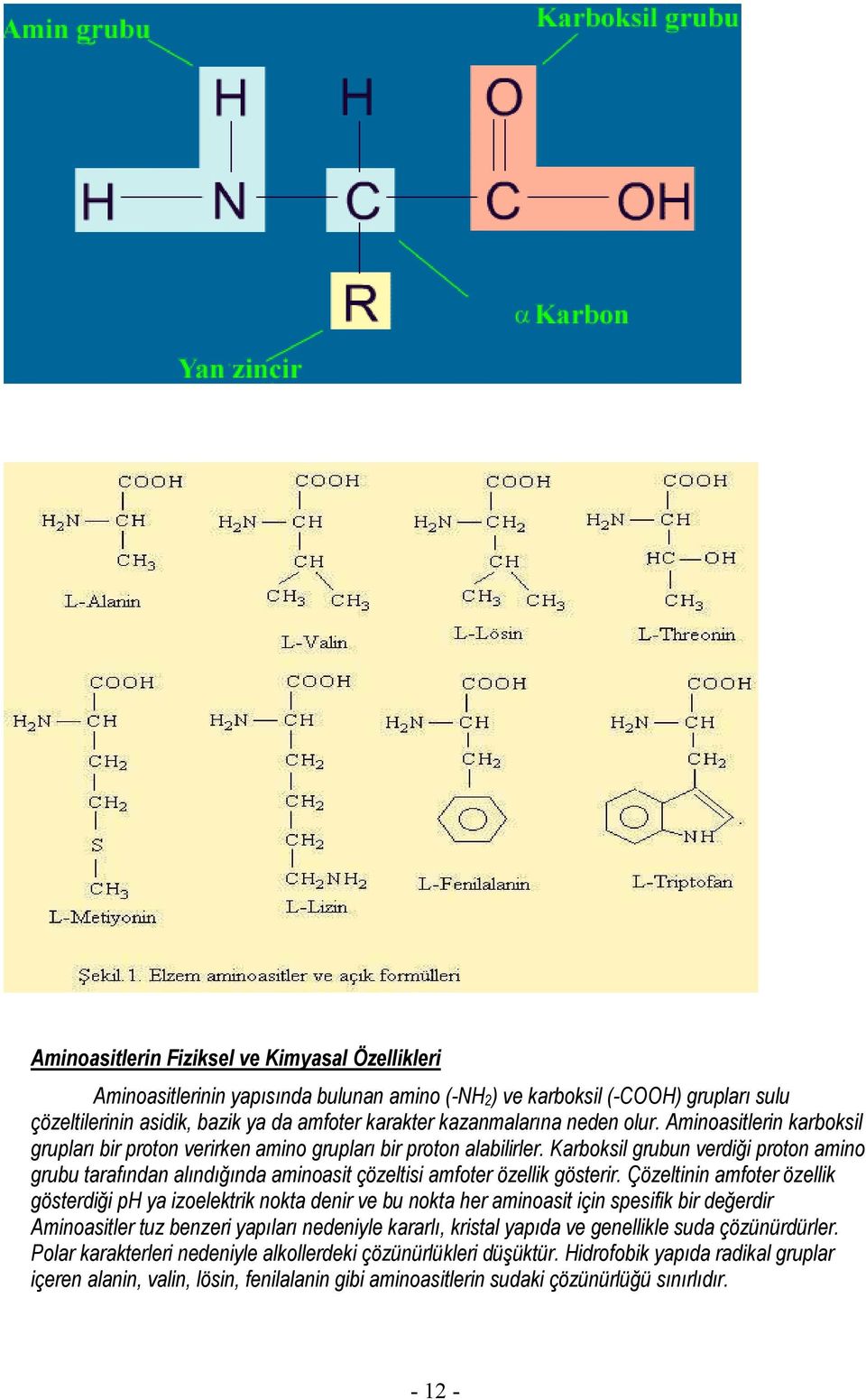 Karboksil grubun verdiği proton amino grubu tarafından alındığında aminoasit çözeltisi amfoter özellik gösterir.