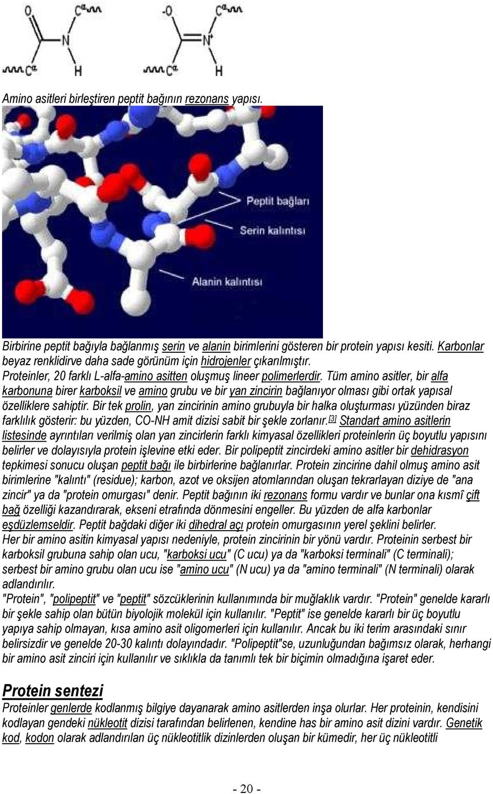 Tüm amino asitler, bir alfa karbonuna birer karboksil ve amino grubu ve bir yan zincirin bağlanıyor olması gibi ortak yapısal özelliklere sahiptir.