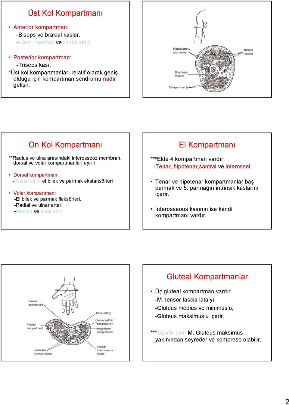 Dorsal kompartman: -Radial sinir, el bilek ve parmak ekstansörleri Volar kompartman: -El bilek ve parmak fleksörleri. -Radial ve ulnar arter.