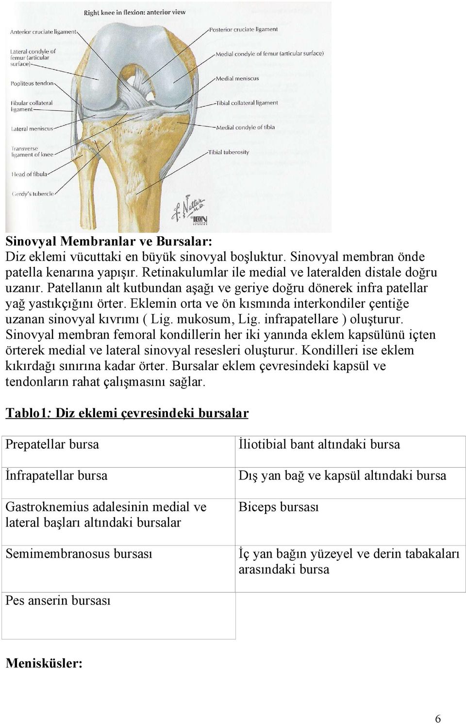 infrapatellare ) oluşturur. Sinovyal membran femoral kondillerin her iki yanında eklem kapsülünü içten örterek medial ve lateral sinovyal resesleri oluşturur.