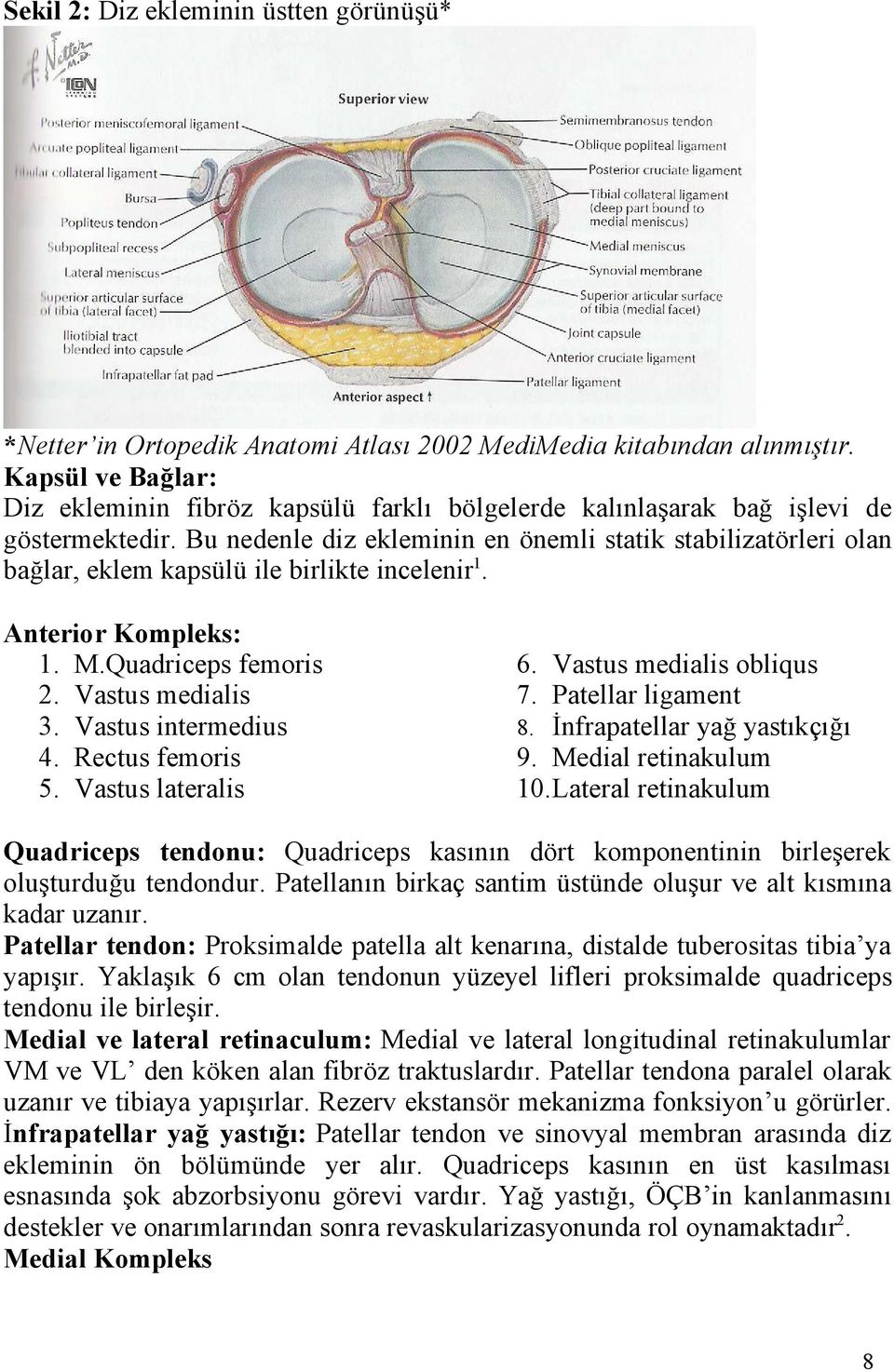 Bu nedenle diz ekleminin en önemli statik stabilizatörleri olan bağlar, eklem kapsülü ile birlikte incelenir 1. Anterior Kompleks: 1. M.Quadriceps femoris 2. Vastus medialis 3. Vastus intermedius 4.